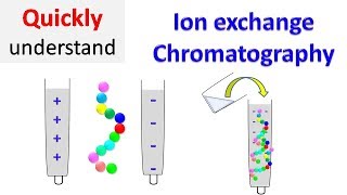 Ion exchange chromatography [upl. by Ranique]