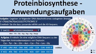 Proteinbiosynthese  KlausuraufgabenAnwendungsaufgaben Biologie Genetik Oberstufe [upl. by Yellehs]