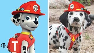 10 PAW PATROL Dogs In Real Life [upl. by Hagep391]