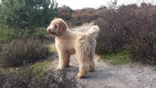 Boef our Australian Labradoodle 17 months [upl. by Kenn138]