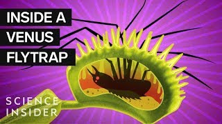 Whats Inside A Venus Flytrap [upl. by Llerol]