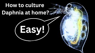 BEST Live Fish Food Beginner guide How to Culture Daphnia at home [upl. by Eedrahc]