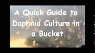 How to culture daphnia outside [upl. by Feinstein]