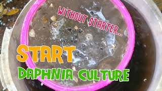 How to culture daphnia moina the easy way 1  Starting the Daphnia culture [upl. by Tuck]