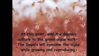 Daphnia  How to grow daphnia in your home [upl. by Ytirehc285]