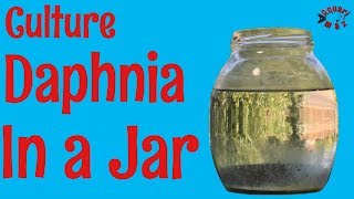 How to Culture Daphnia in a Jar [upl. by Arvo126]