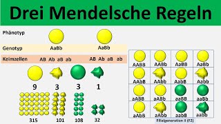 Mendelsche Regeln 1 Uniformitätsregel  2 Spaltungsregel  3 Unabhängigkeitsregel  Biologie [upl. by Penman]