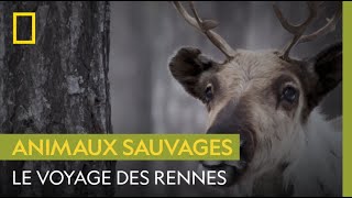 La fabuleuse migration des rennes vers les forêts scandinaves [upl. by Notgnirrac]