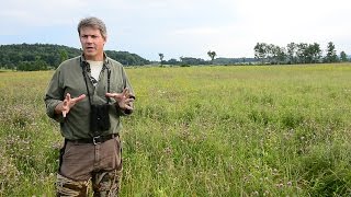 Bird on the Rebound Popular Bobolink Spurs New Conservation Model [upl. by Kensell160]