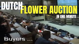 Daily flower auction in Netherlands  Fastest auction in Europe [upl. by Slaughter]