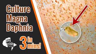 How to culture DAPHNIA MAGNA  The easy way [upl. by Lodnar]