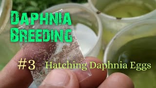 Daphnia Culture made simple and easy 3  Hatching Daphnia eggs [upl. by Adnyc807]