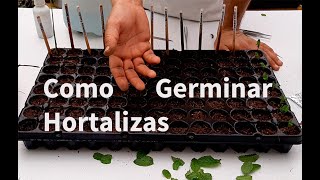 Como Germinar Hortalizas en Semillero  Lombriz MX [upl. by Notelrac]