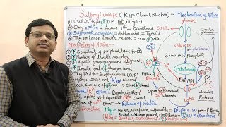 Diabetes Mellitus Part10 Mechanism of Action of Sulfonylurease  Antidiabetic Drugs  Diabetes [upl. by Sanalda258]