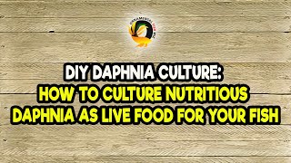 DIY Daphnia Culture How to Culture Nutritious Daphnia as Live Food for Your Fish [upl. by Abisha658]