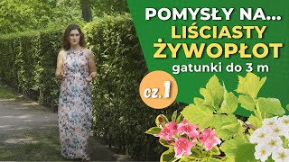 Jakie rośliny na żywopłot cz1 — Żywopłoty liściaste do 3 m [upl. by Moreland983]