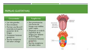 Anatomía y FIsiología del Gusto [upl. by Skolnik]