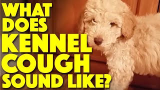 What does Kennel Cough sound like [upl. by Sakram]