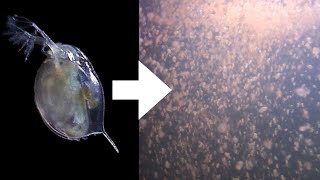 How I Culture Daphnia [upl. by Narot]