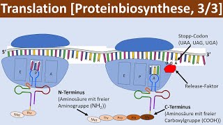 Translation  Proteinbiosynthese 33  Biologie Genetik Oberstufe [upl. by Selrahcnhoj]