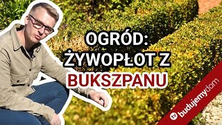 Żywopłot z bukszpanu  rady królewskiego ogrodnika [upl. by Yoshi698]