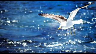 Seagull sounds [upl. by Obidiah]