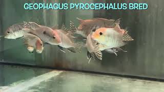 Geophagus pyrocephalus bred [upl. by Sadiras]