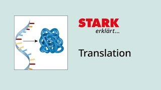 Translation Proteinbiosynthese  STARK erklärt [upl. by Oremoh799]