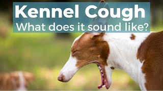 Kennel Cough In Dogs [upl. by Gabi356]