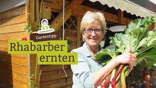 Rhabarber ernten mulchen mit RhabarberBlättern [upl. by Kalk]