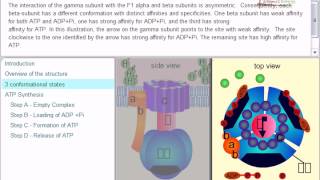 ATP synthesis chemiosmotic theory [upl. by Iohk]