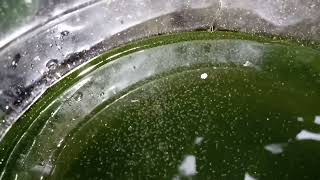 DAPHNIA MOINA CULTURE IN A SMALL BUCKET [upl. by Atirabrab]