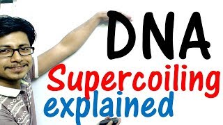 DNA supercoiling explained [upl. by Anoirtac]