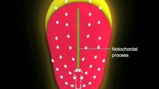 Gastrulation [upl. by Sivehc]