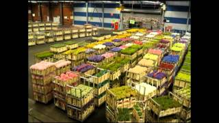 AALSMEER FLOWER MARKET Holland [upl. by Adyam]