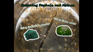 How To Culture Daphnia and Moinas using Green Water Spirulina powder [upl. by Esch]