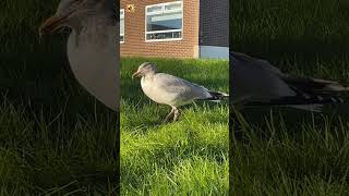 Awesome Seagull Sounds [upl. by Kienan163]