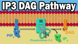 IP3 DAG Calcium Pathway [upl. by Amara]