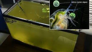 Raising Daphnia for the Freshwater Aquarium [upl. by Quackenbush182]