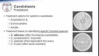 Candida Systemic Candidiasis Treatment amp Prevention [upl. by Giuseppe]