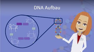 DNA Aufbau leicht erklärt [upl. by Hayley]