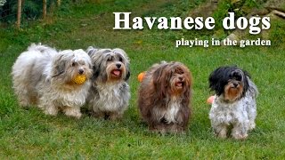 Havanese dogs playing in the garden [upl. by Akienom869]