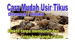 Cara Usir Tikus Ditoko dirumah mudah  murah efektif berhasil [upl. by Ydnyc]