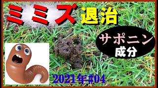 “椿油かす”でミミズ退治！サポニン成分の効果を実験しました！【芝生 2021年04】 [upl. by Barvick757]