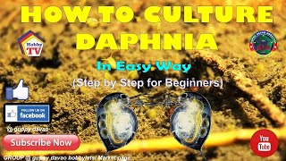 HOW TO CULTURE DAPHNIA In Easy Way [upl. by Goerke644]