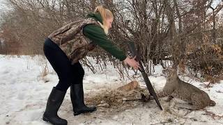 Another Bobcat Released unharmed from a humane foothold trap [upl. by Lorne]