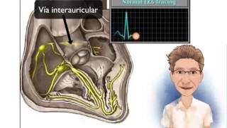 FISIOLOGÍA DE LA CONDUCCIÓN CARDÍACA [upl. by Nedrah]