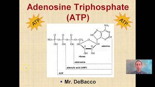 Adenosine Triphosphate ATP [upl. by Naesar]