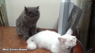 Cats Mating for the first time Cats on heat How Cats mate [upl. by Otreblasiul]